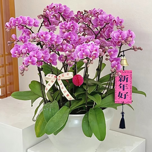 年宵花卉：紫气东来蝴蝶兰 10株