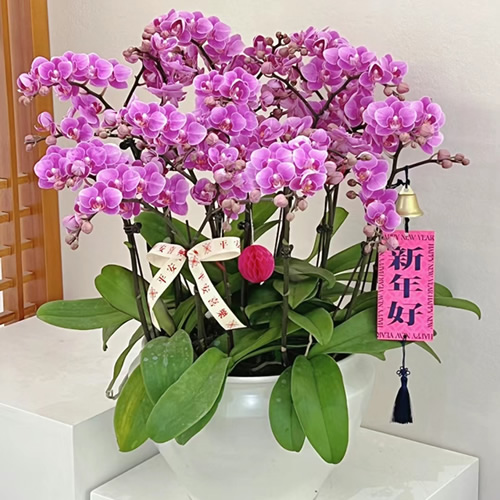 年宵花卉：紫气东来蝴蝶兰 12剑花