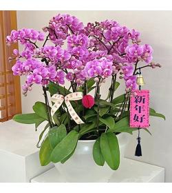 年宵花卉：紫气东来蝴蝶兰 12剑花