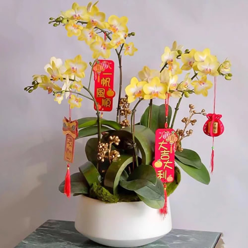 年宵花卉：开运报喜蝴蝶兰 5剑花