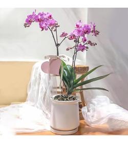 年宵花卉：吉祥如意蝴蝶兰 2剑花