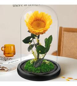 永生花：小王子 向日葵