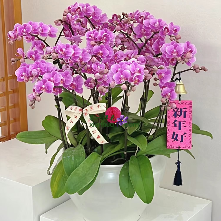 紫色蝴蝶兰12枝花剑