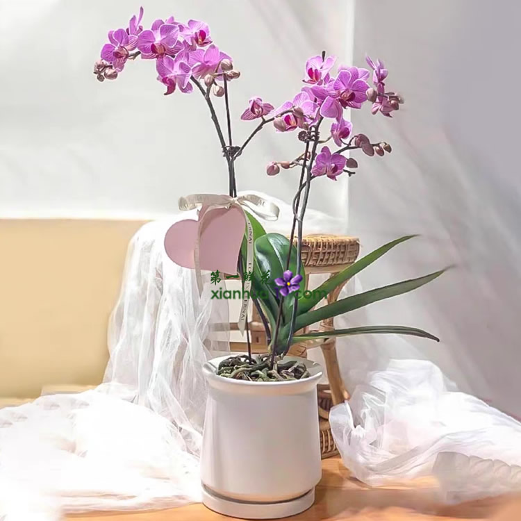 紫色蝴蝶兰2剑花，新年挂卡装饰