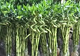 转运竹（水竹）