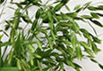 小盼草